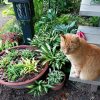 🌱Миниатюрные хосты 🌱