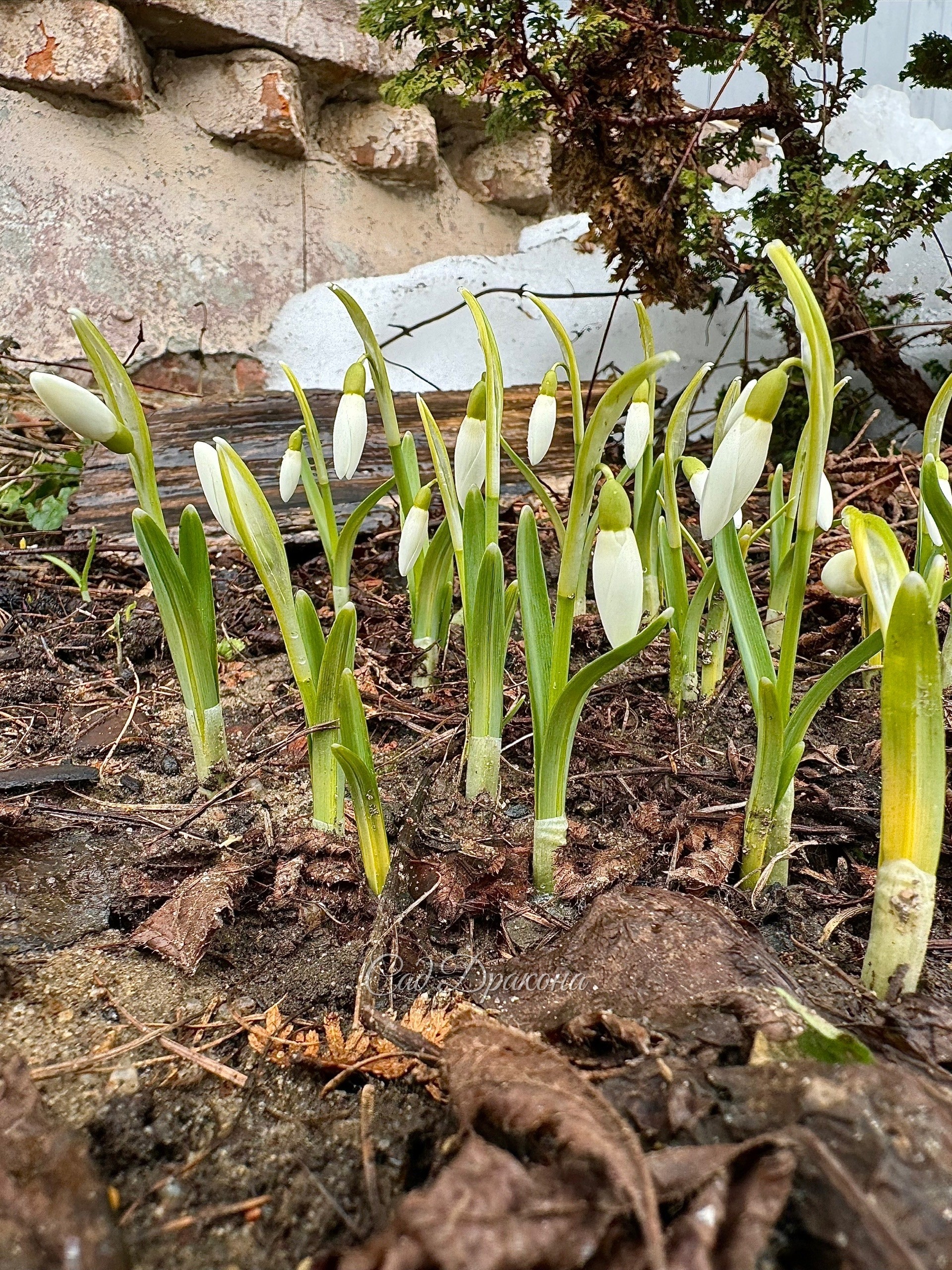 Они растут! Подснежники сегодня, вчера, позавчера. 🌱 За три дня они сильно подросли и наклонили бутоны, готовятся открыться. Опять наше любимое состояние - бутоны, предвкушение…