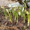 Они растут! Подснежники сегодня, вчера, позавчера. 🌱 За три дня они сильно подросли и наклонили бутоны, готовятся открыться. Опять наше любимое состояние - бутоны, предвкушение…