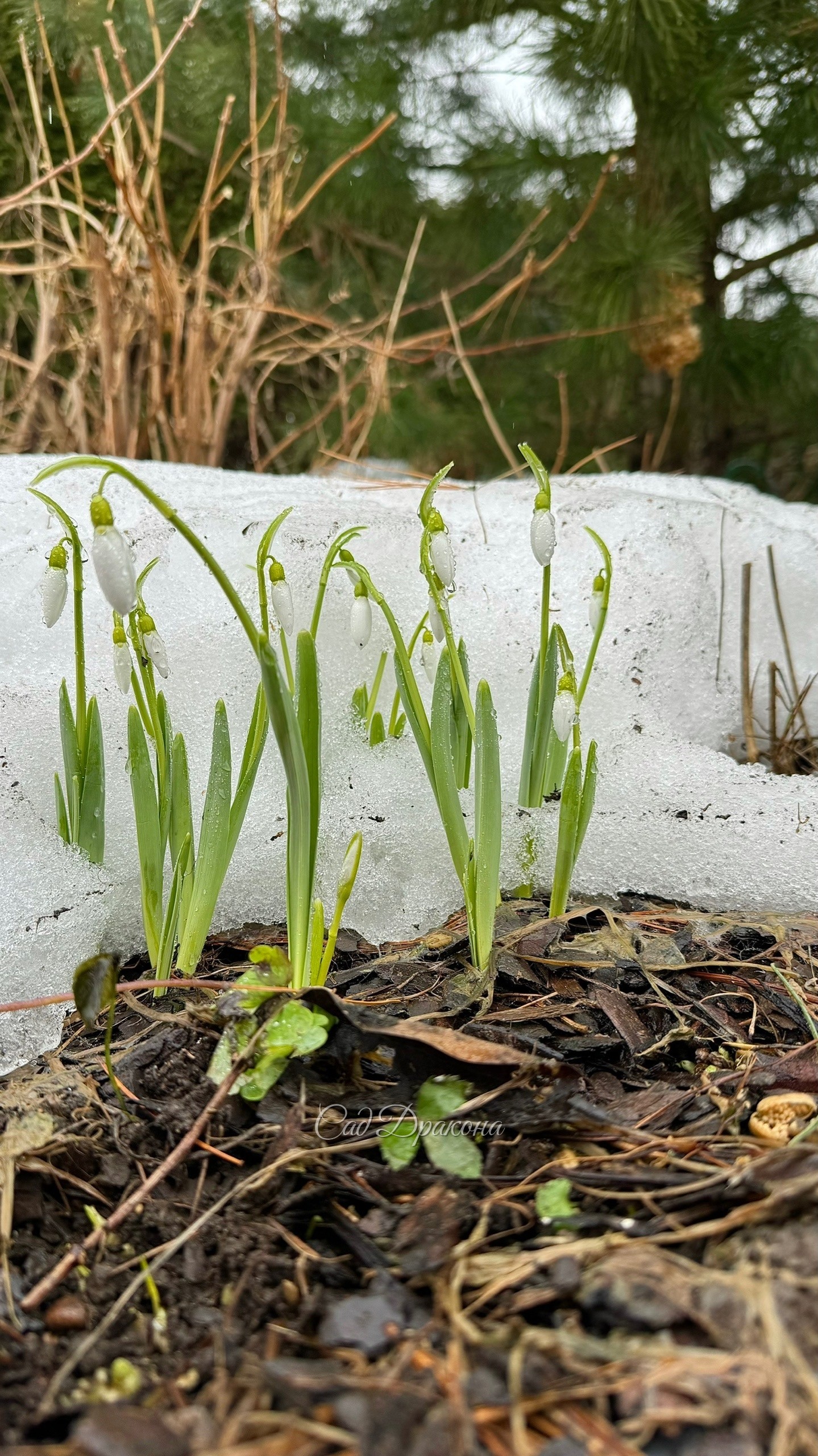 В Подмосковье дождь и туман, мокрые подснежники 🌧️🌱💦