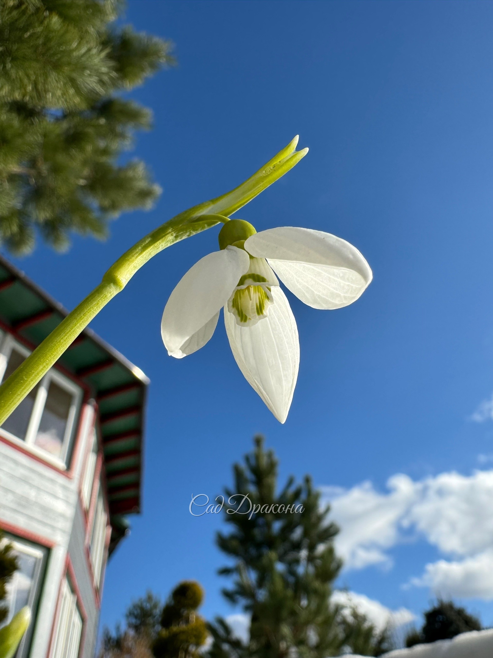 🌱 Солнце вернулось. ☀️ Дождь немного помог - снег отступает. Оттаял подснежник Элвеса, пара морозников с красивыми розовыми почками, и ещё одна куртинка подснежника снежного возле крыльца.