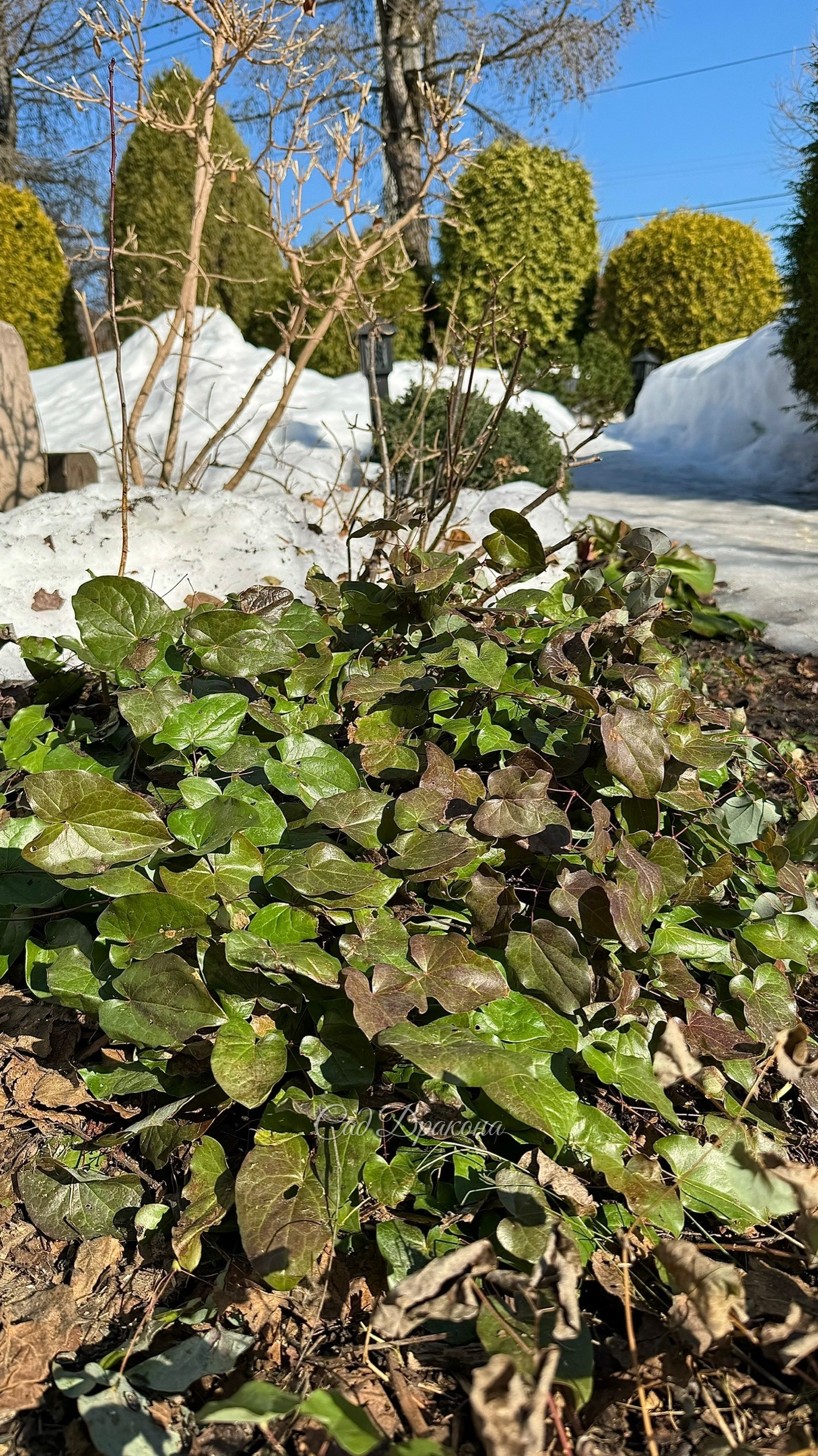 🌱 Солнце вернулось. ☀️ Дождь немного помог - снег отступает. Оттаял подснежник Элвеса, пара морозников с красивыми розовыми почками, и ещё одна куртинка подснежника снежного возле крыльца.