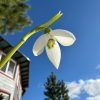 🌱 Солнце вернулось. ☀️ Дождь немного помог - снег отступает. Оттаял подснежник Элвеса, пара морозников с красивыми розовыми почками, и ещё одна куртинка подснежника снежного возле крыльца.