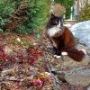 Сегодня в саду без изменений, похолодало, снег не тает... Посмотрите пока, какие разные бутоны бывают у морозников - за годы мы собрали коллекцию фотографий. 🌸