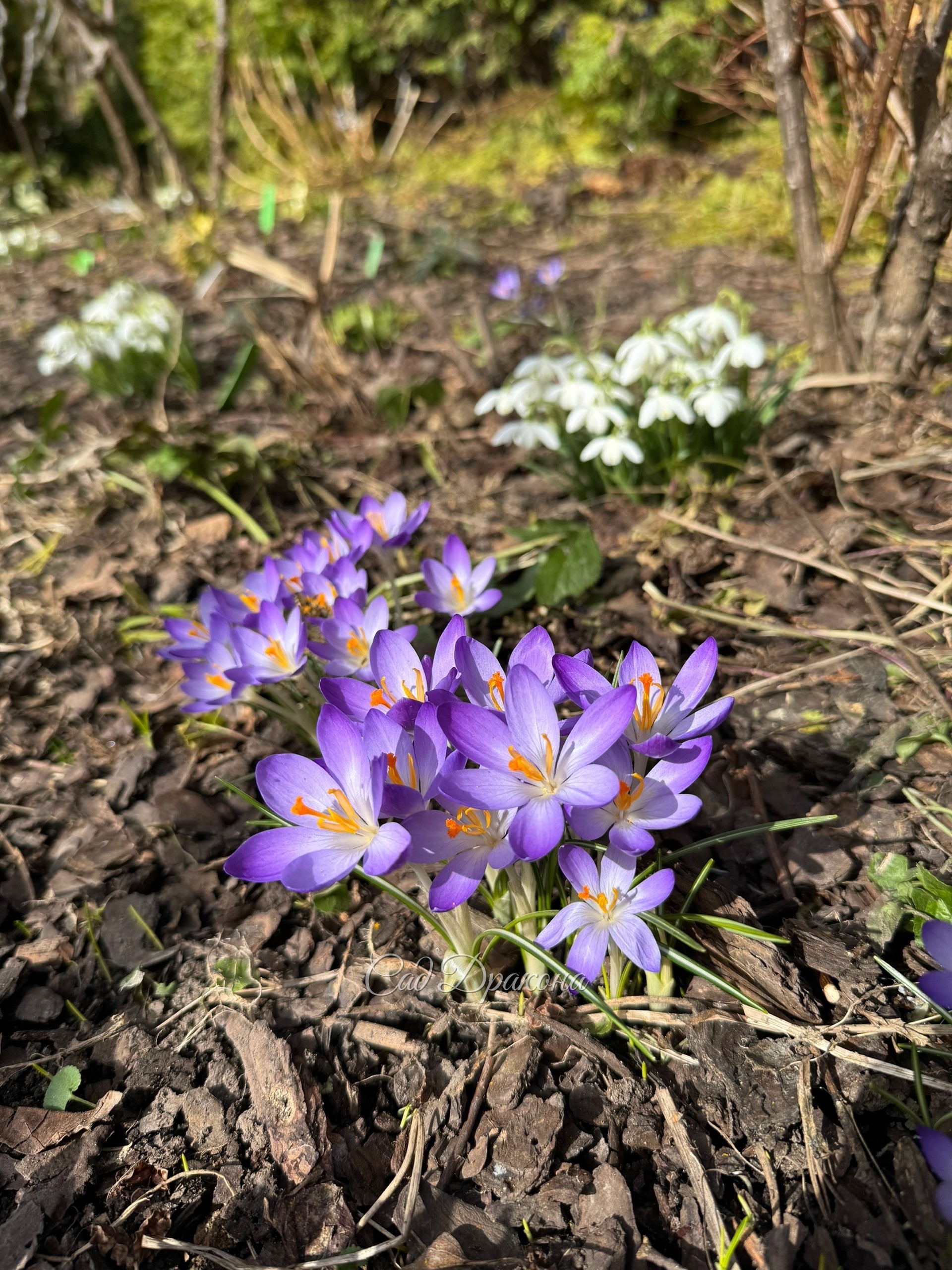 Крокус Томазини Whitewell Purple и подснежник снежный махровая форма