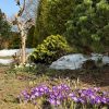 Шутки погоды 1 апреля каждый год разные. В этот раз +20°, моментально открываются цветы, но снег всё ещё не сдаётся. Вот и работаешь в саду в шлёпанцах и в маечке, то и дело наступая на упорные кучки снега…