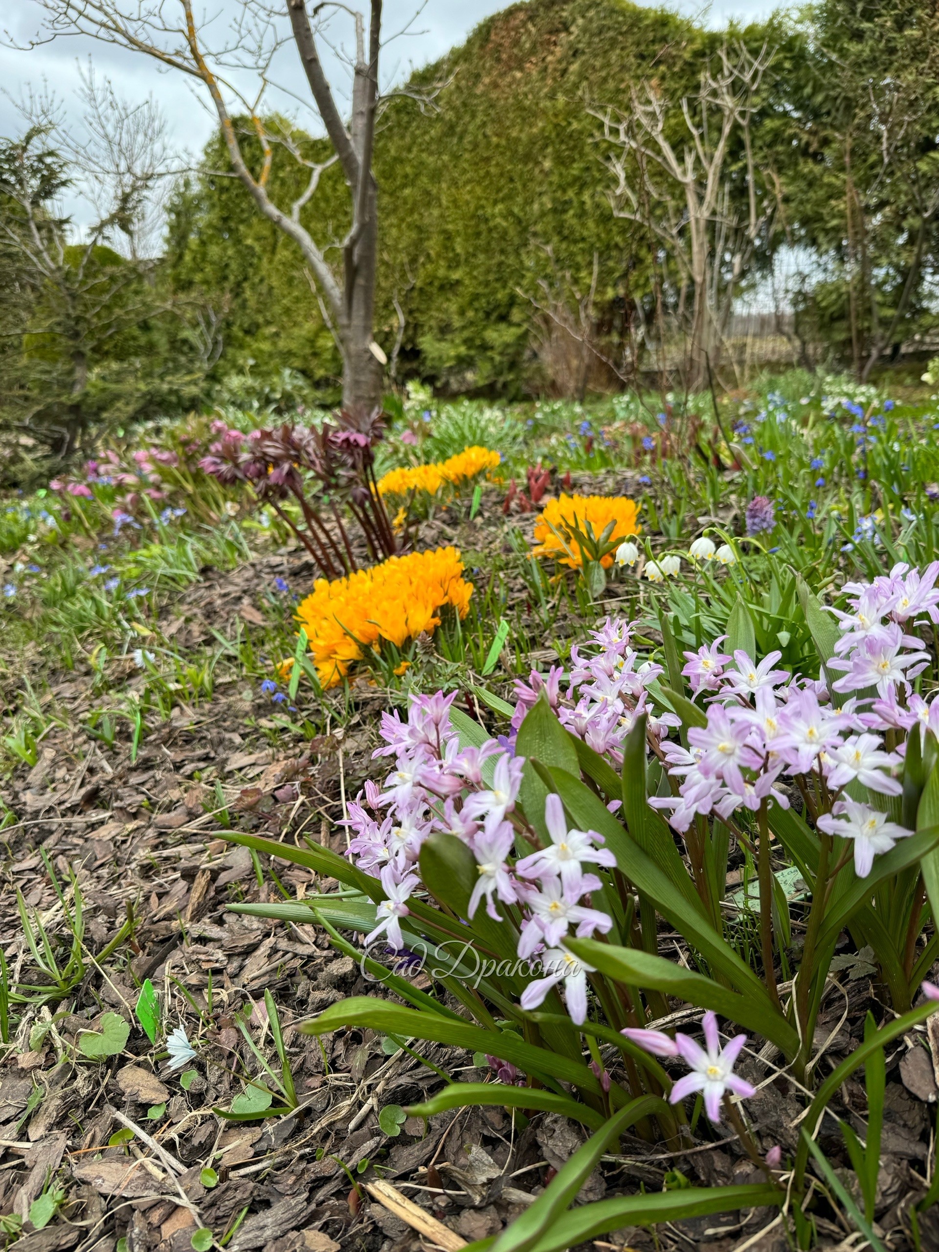 Краски , формы, пространства весеннего сада 🌸 Каждый день всё меняется, так много всего зацветает! И отцветает… )