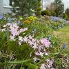 Весна идёт неспешными шагами ☘️🌸🌱 Прохладная погода с дождиками нравится и растениям и нам. Успеваем полюбоваться каждым цветочком, насладиться коврами луковичных, даже подснежники с северной стороны беседки ещё цветут! Уже больше месяца продолжается их ц