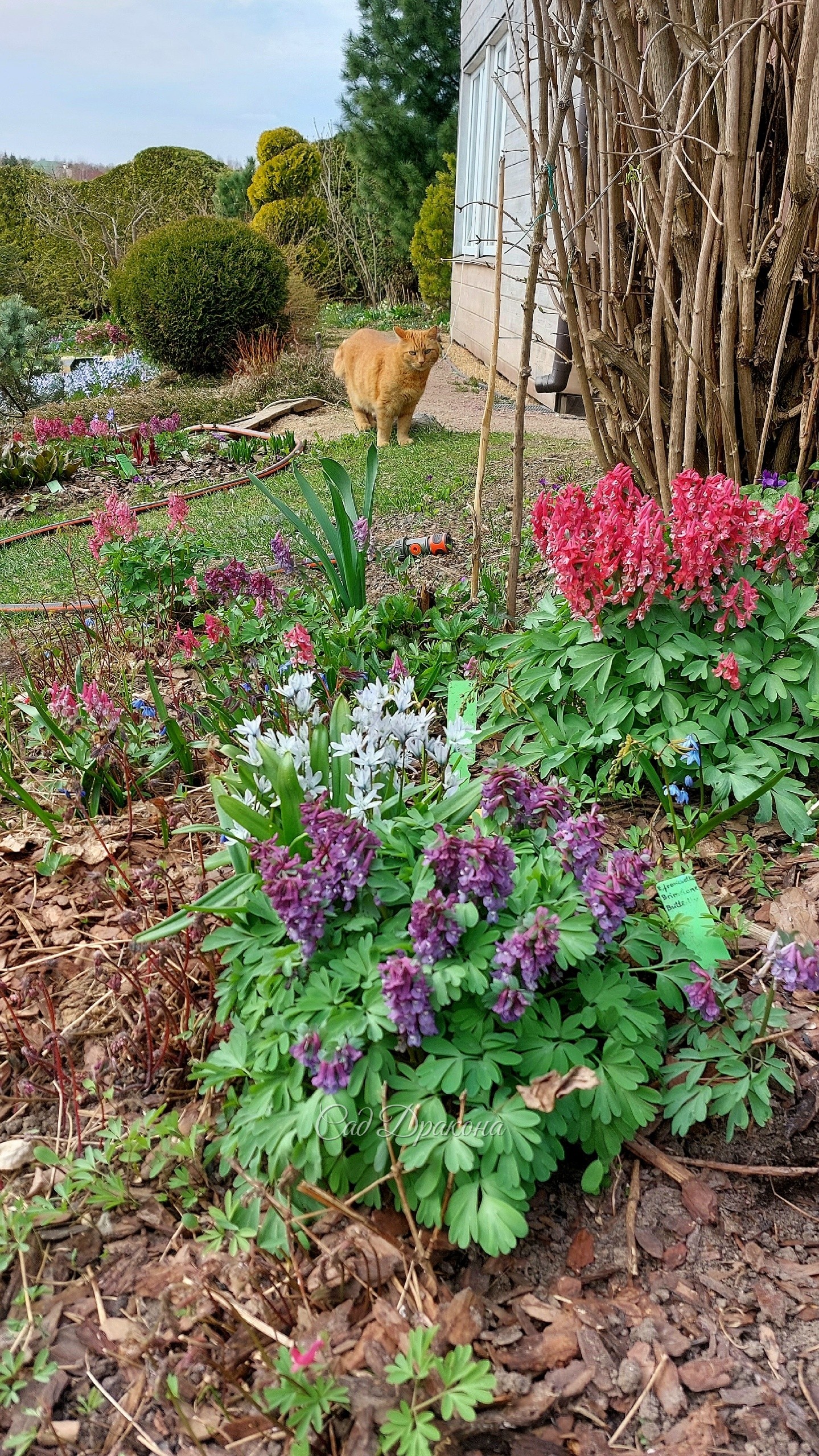 Хохлатки - разные виды, сорта и сеянцы 🌸😍