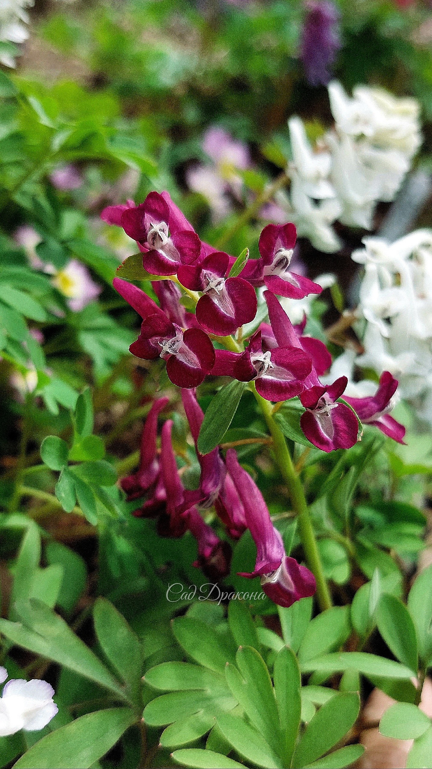 Хохлатки - разные виды, сорта и сеянцы 🌸😍