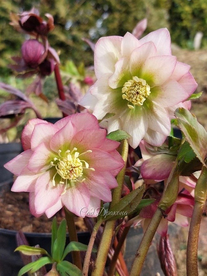 Helleborus torquatus hybrid