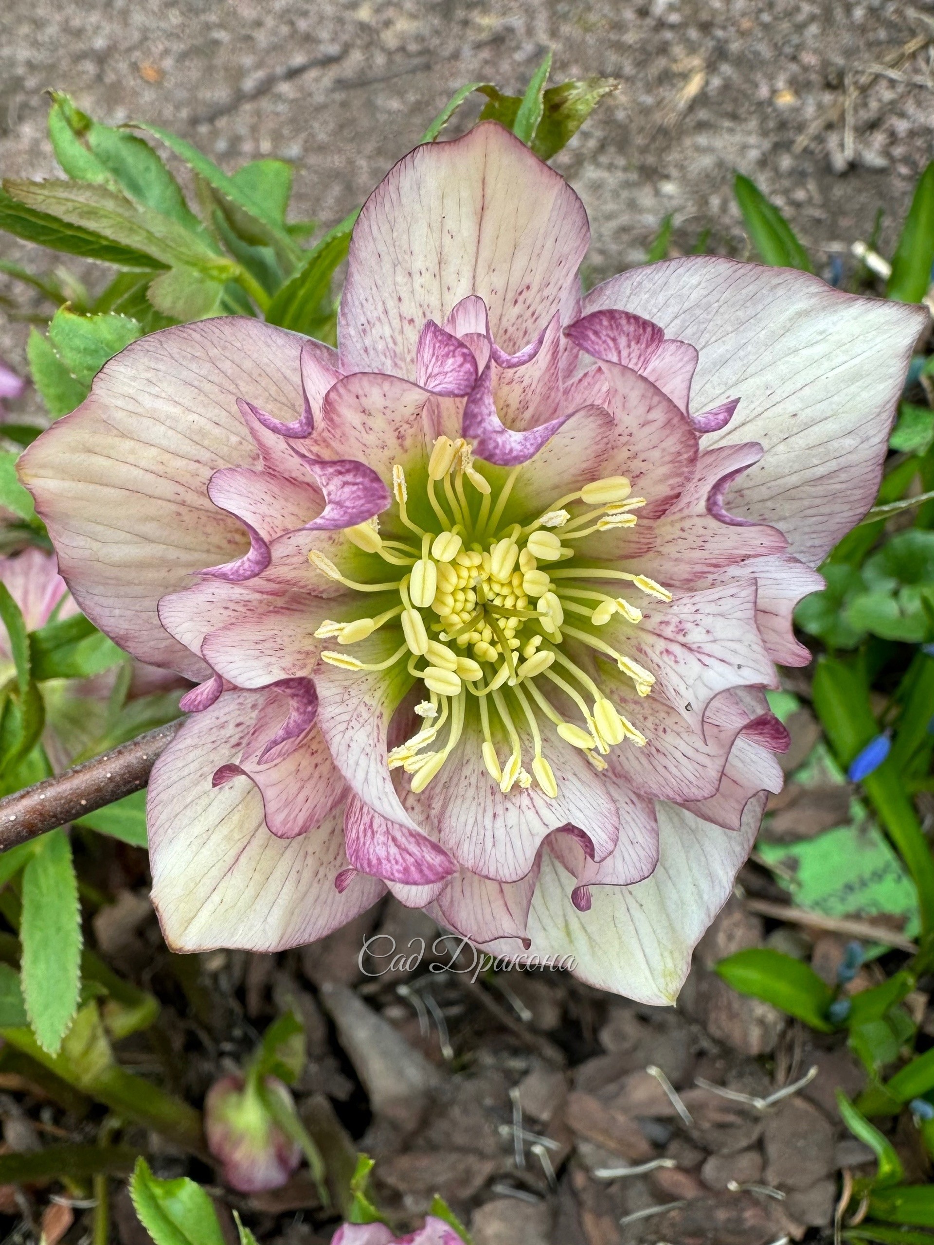 Гибрид Helleborus torquatus Eweline