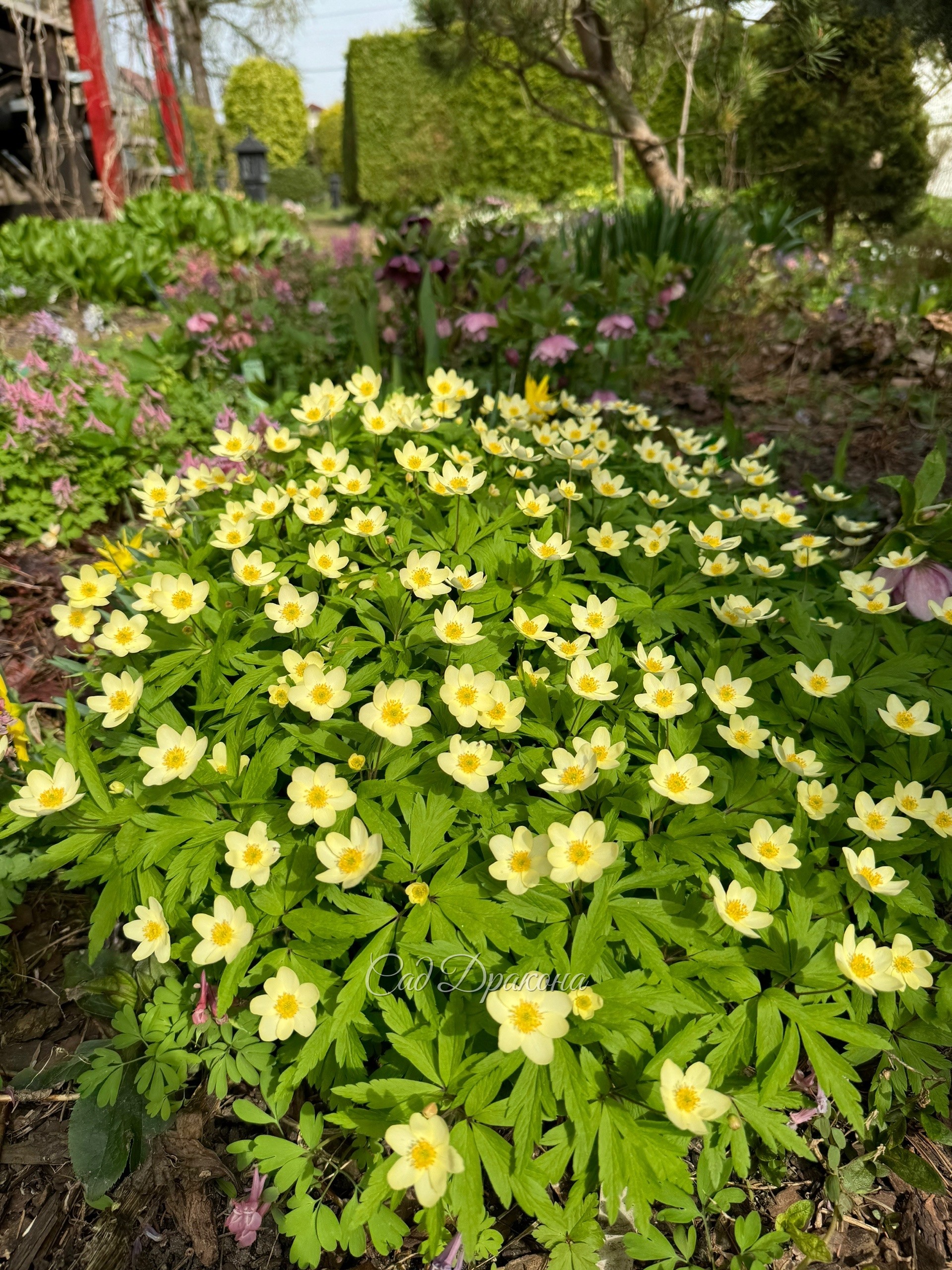 Anemone x lipsiensis