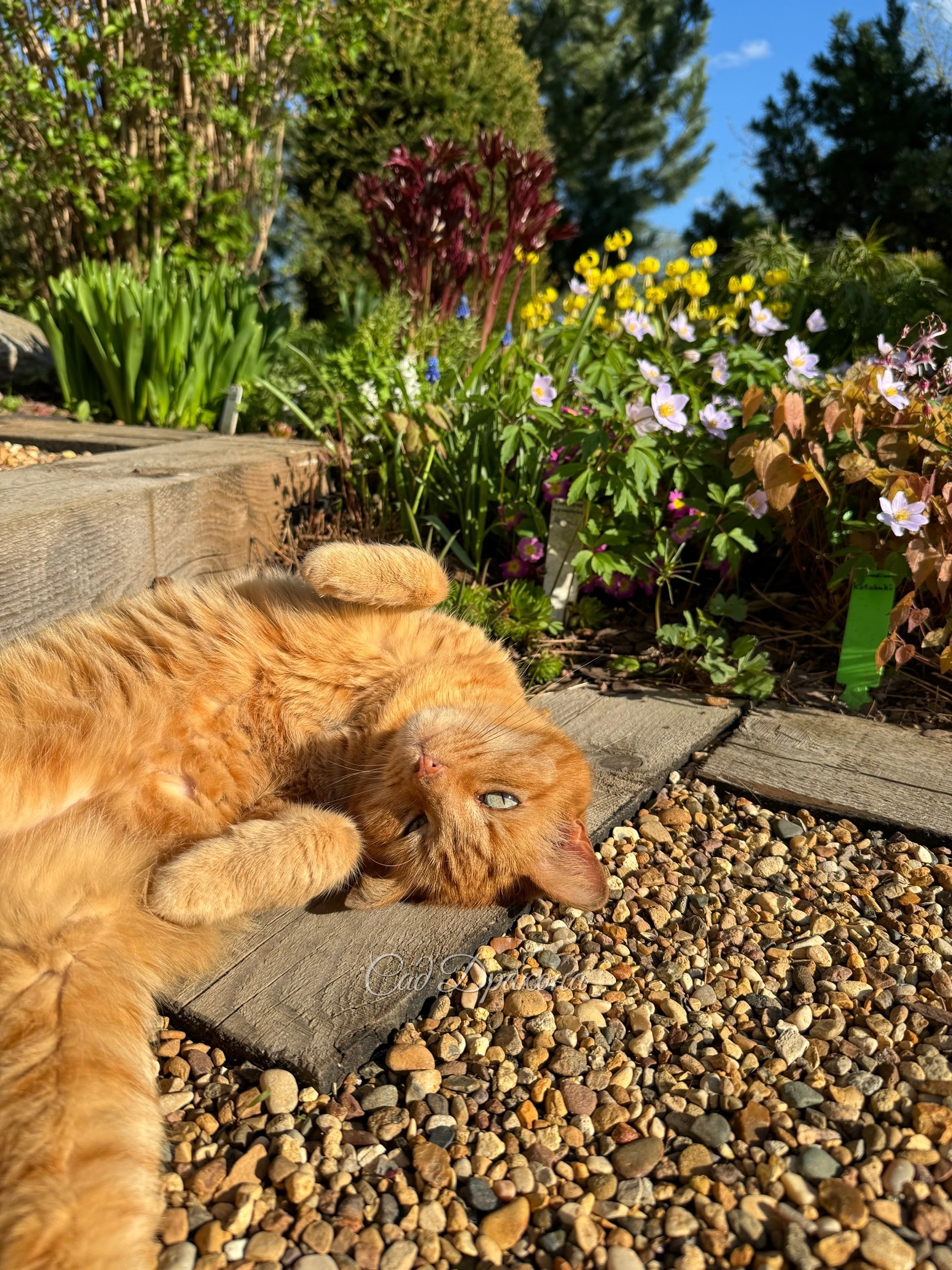 Персик наслаждается солнцем ☀️🧡🌸