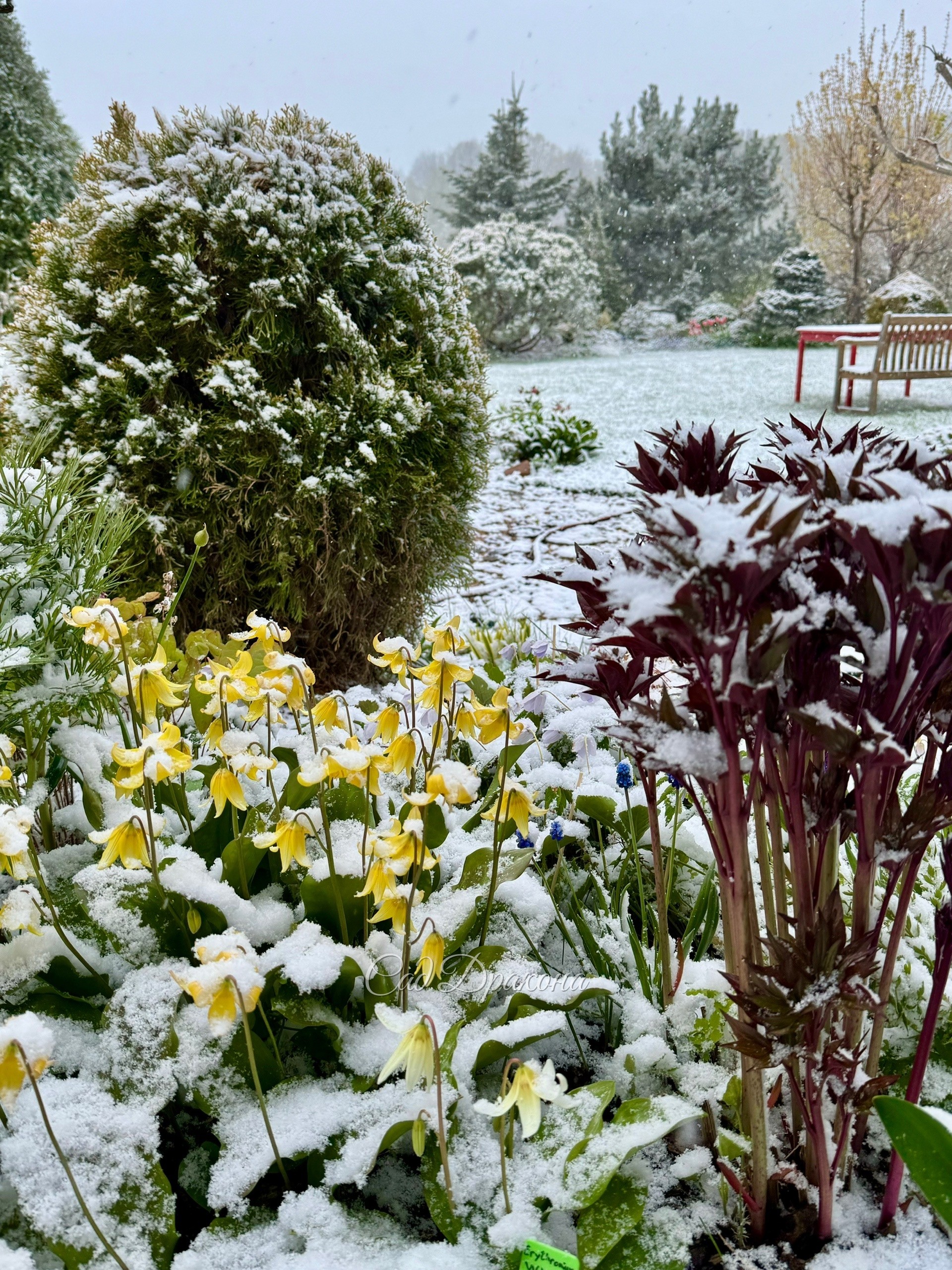 Невозможно удержаться и не побежать фотографировать этот беспредел 😅 ❄️️🌷☃️🍃
