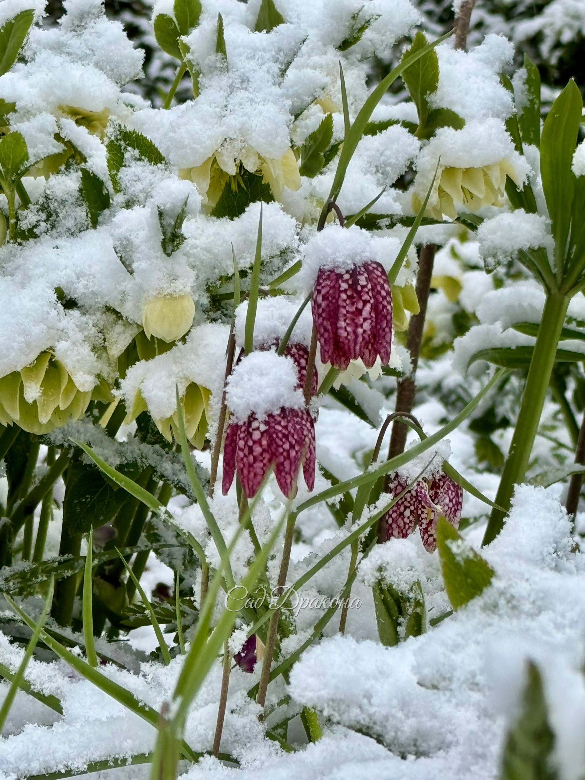Невозможно удержаться и не побежать фотографировать этот беспредел 😅 ❄️️🌷☃️🍃