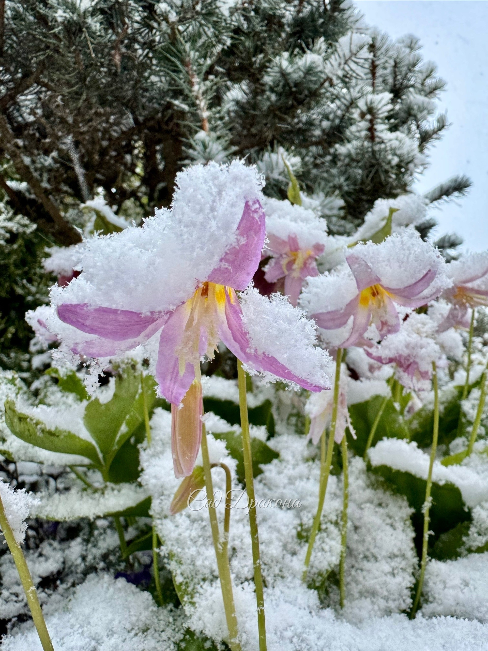Невозможно удержаться и не побежать фотографировать этот беспредел 😅 ❄️️🌷☃️🍃