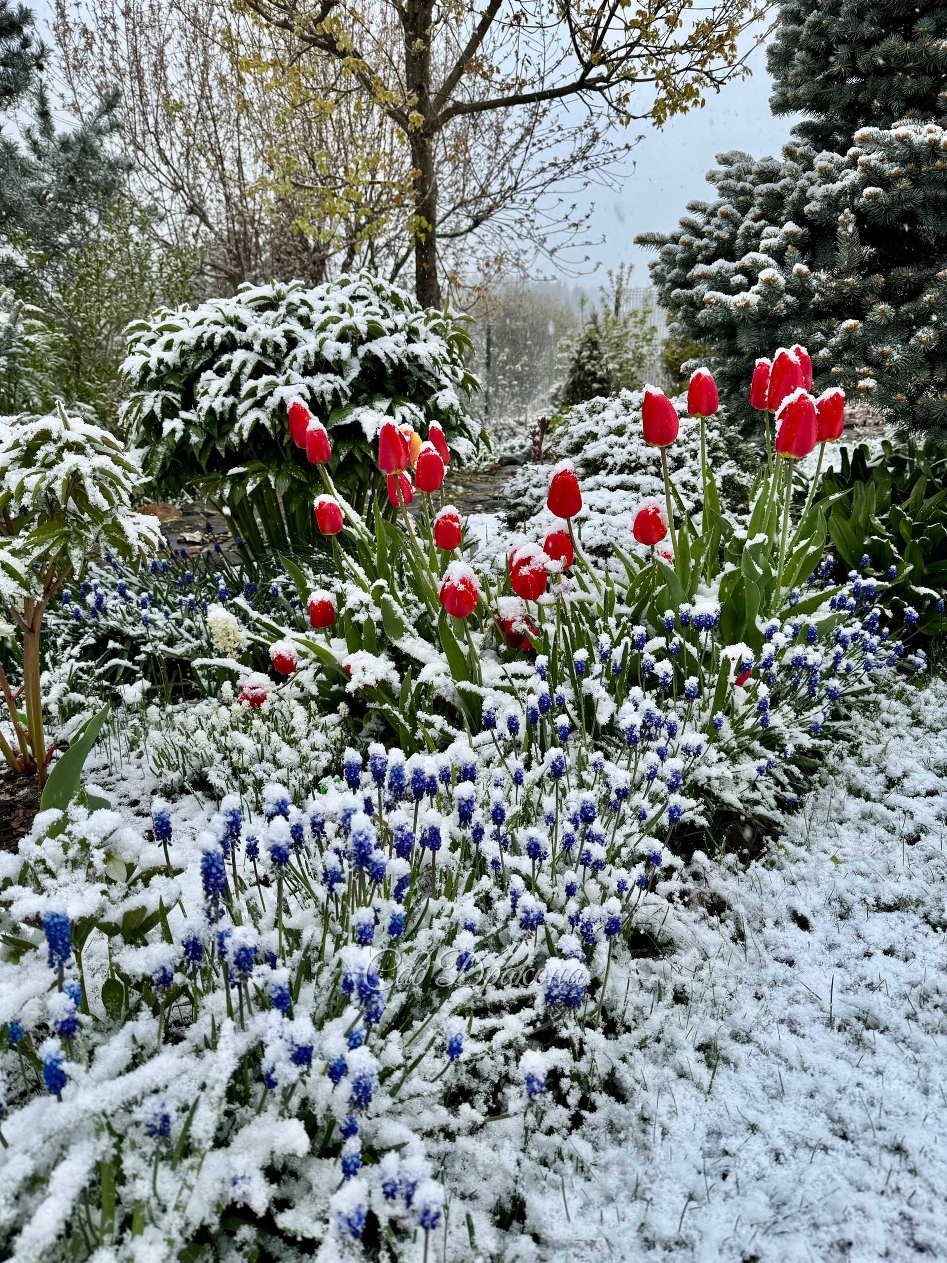 Невозможно удержаться и не побежать фотографировать этот беспредел 😅 ❄️️🌷☃️🍃