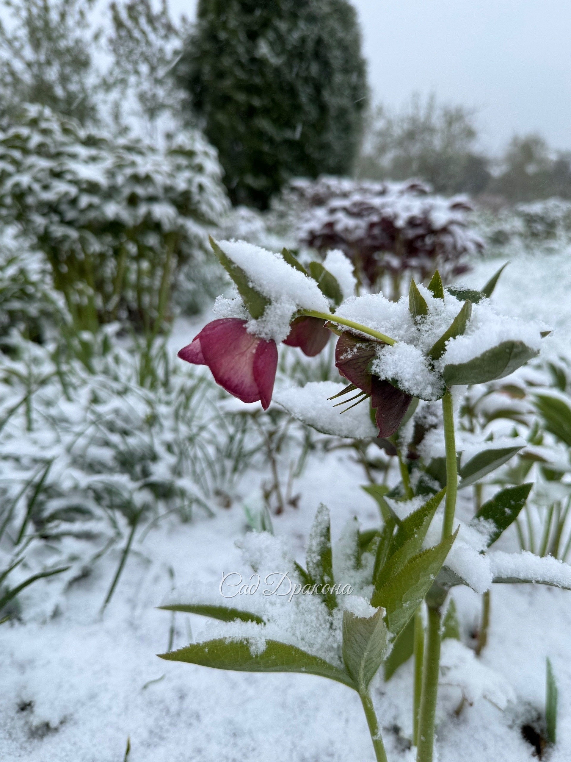 Невозможно удержаться и не побежать фотографировать этот беспредел 😅 ❄️️🌷☃️🍃