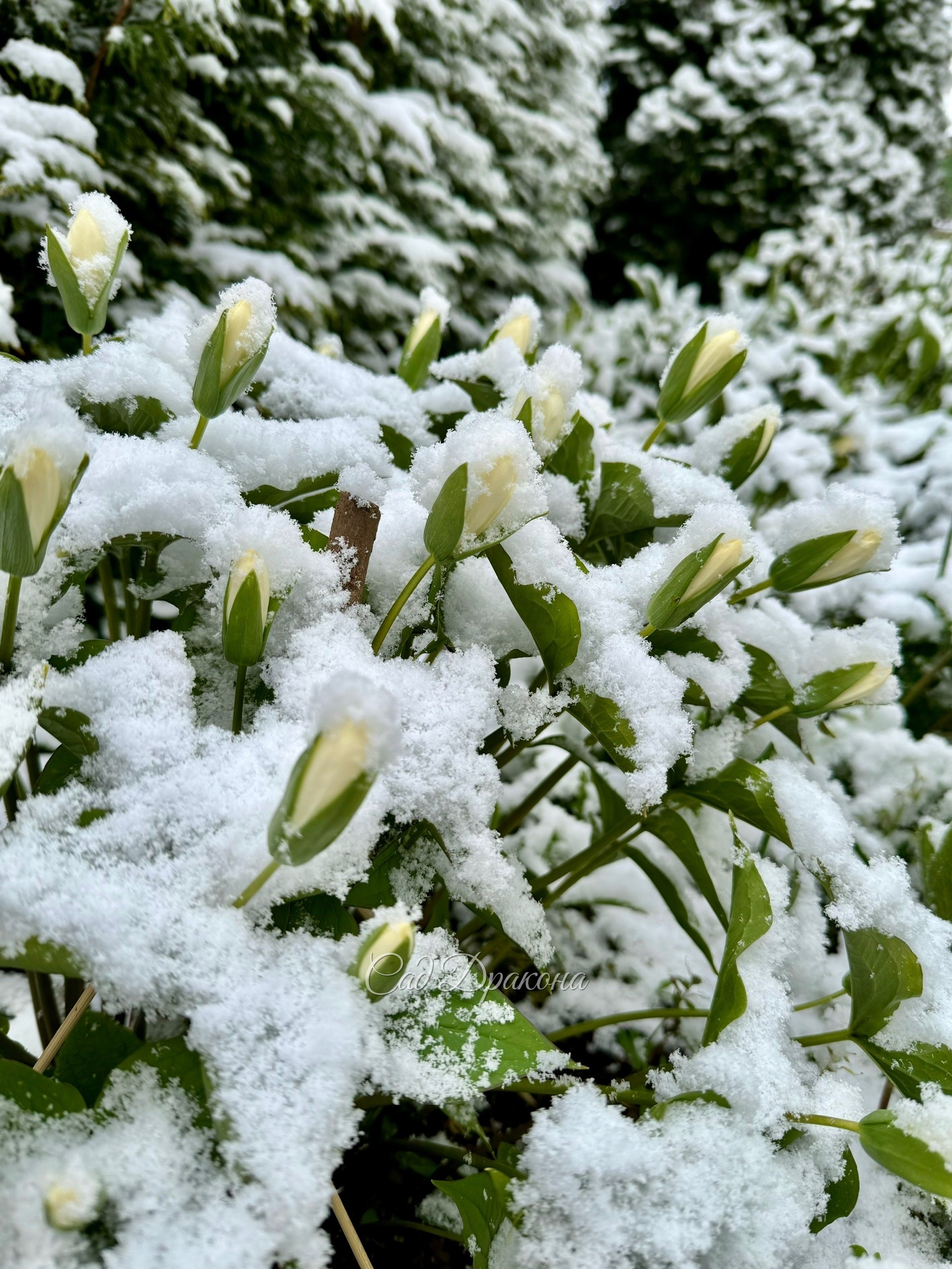 Невозможно удержаться и не побежать фотографировать этот беспредел 😅 ❄️️🌷☃️🍃