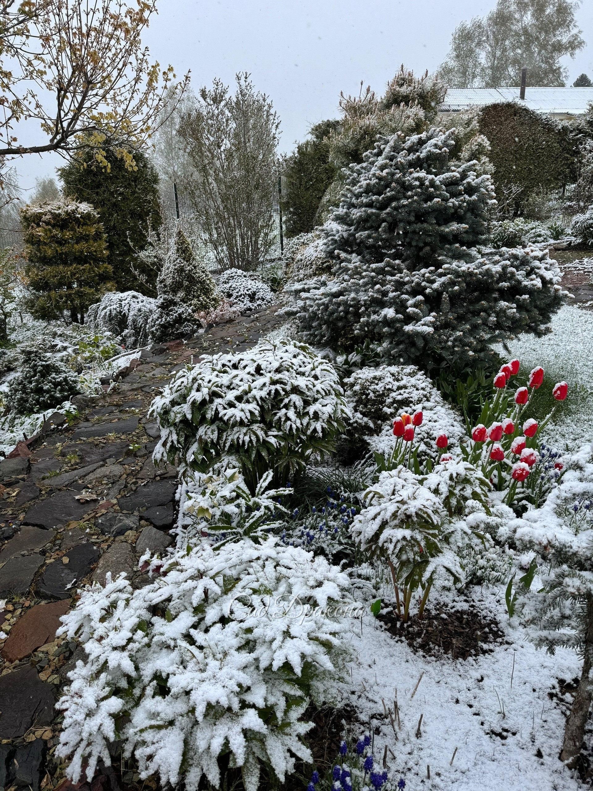 Невозможно удержаться и не побежать фотографировать этот беспредел 😅 ❄️️🌷☃️🍃