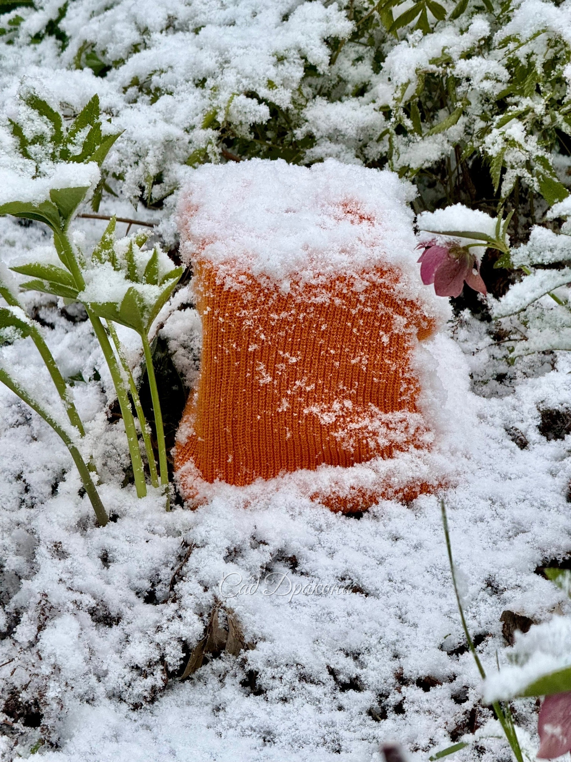 Невозможно удержаться и не побежать фотографировать этот беспредел 😅 ❄️️🌷☃️🍃