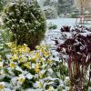 Невозможно удержаться и не побежать фотографировать этот беспредел 😅 ❄️️🌷☃️🍃