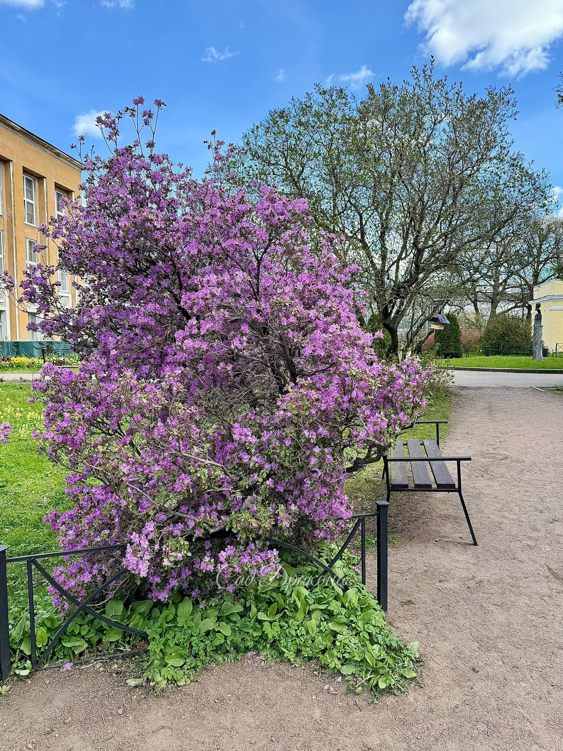 Рододендрон Ледебура, родина Алтай, Саяны, Монголия