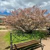 В Ботсаду Петра Великого нас встретили цветущие клёны с коврами хохлаток под могучими стволами. 🌼🌳🌼