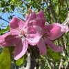 Жизнь в розовом цвете 🌸🩷🥰 Всё цветёт, погода прекрасная, птицы поют день и ночь!