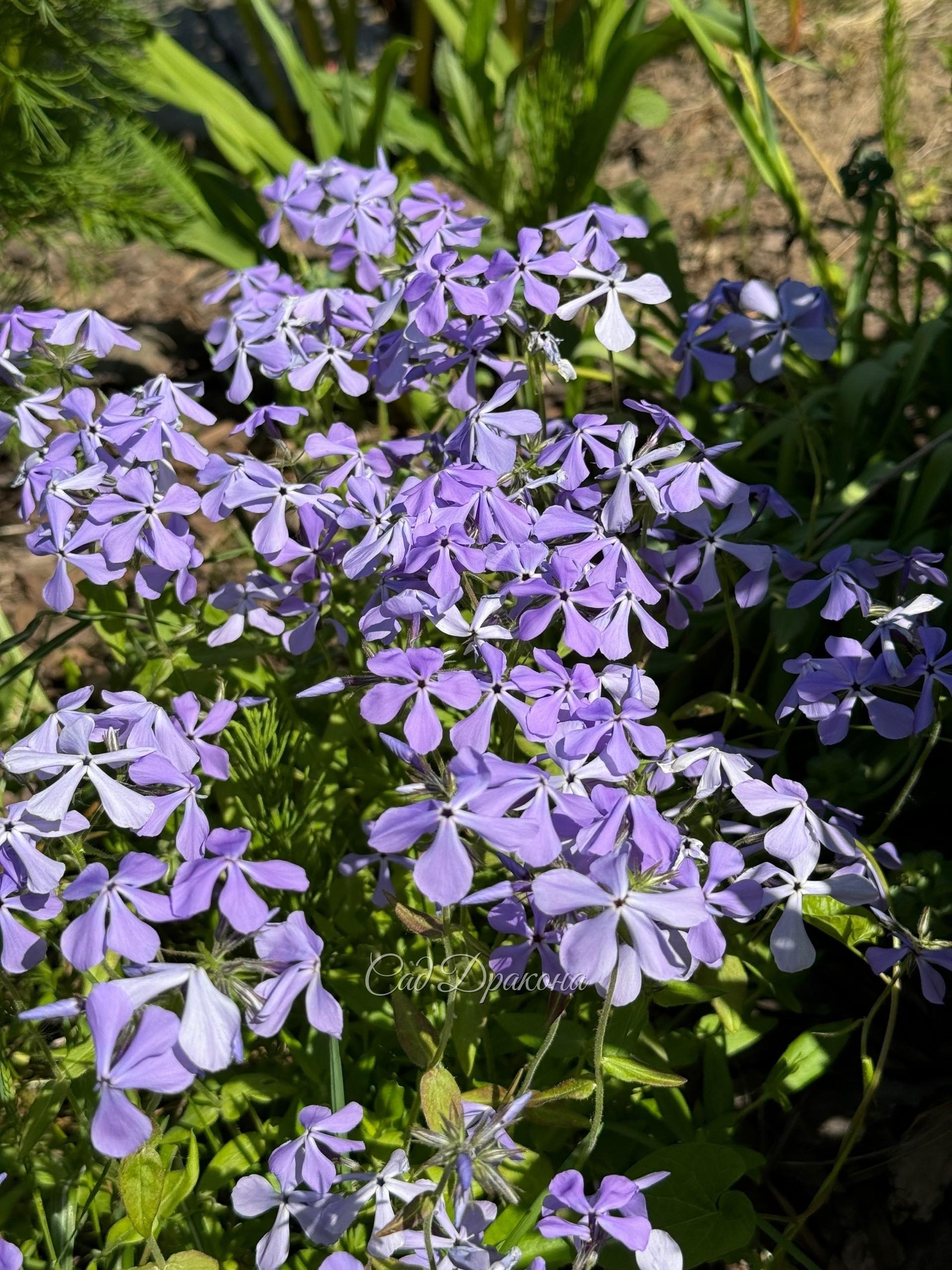 Флокс растопыренный Blue Perfum
