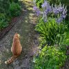 Сегодня обещают жару +27 😍☀️ Лето наступило досрочно, на небе ни облачка. Чтобы глотнуть немного прохлады для вас растения в голубых и синих тонах 🩵💙💜