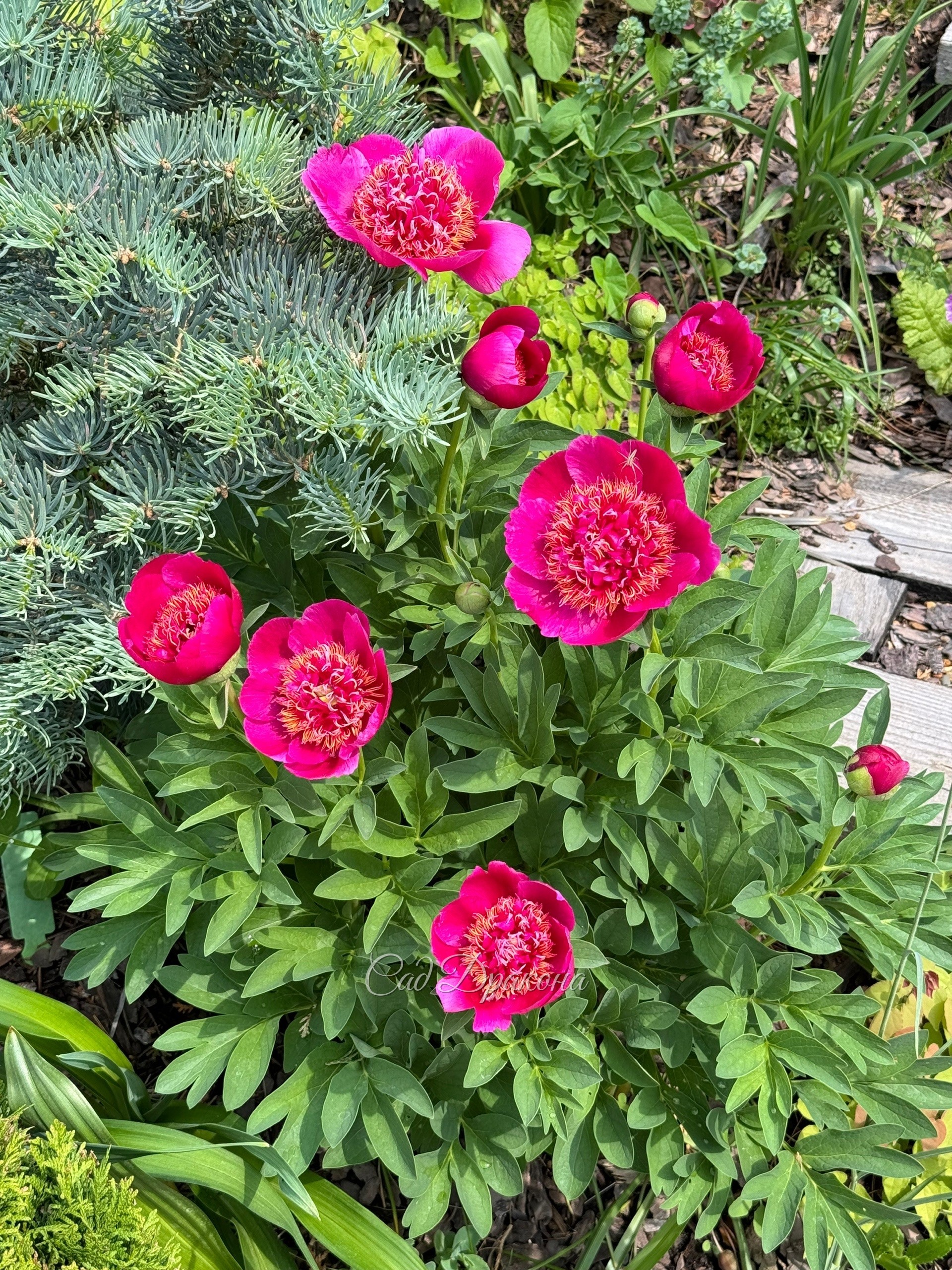 Anemoneflora