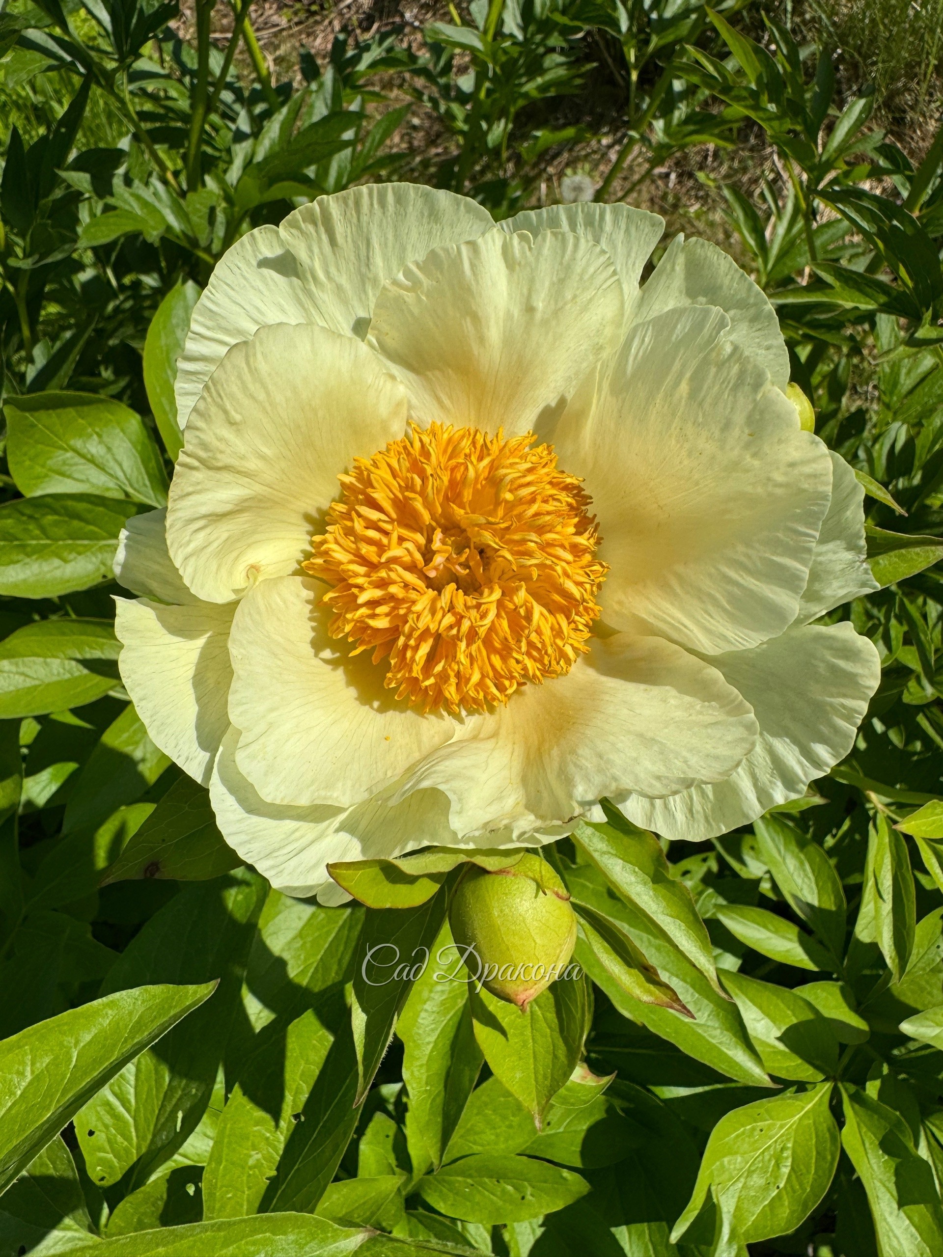 Roy Persons Best Yellow