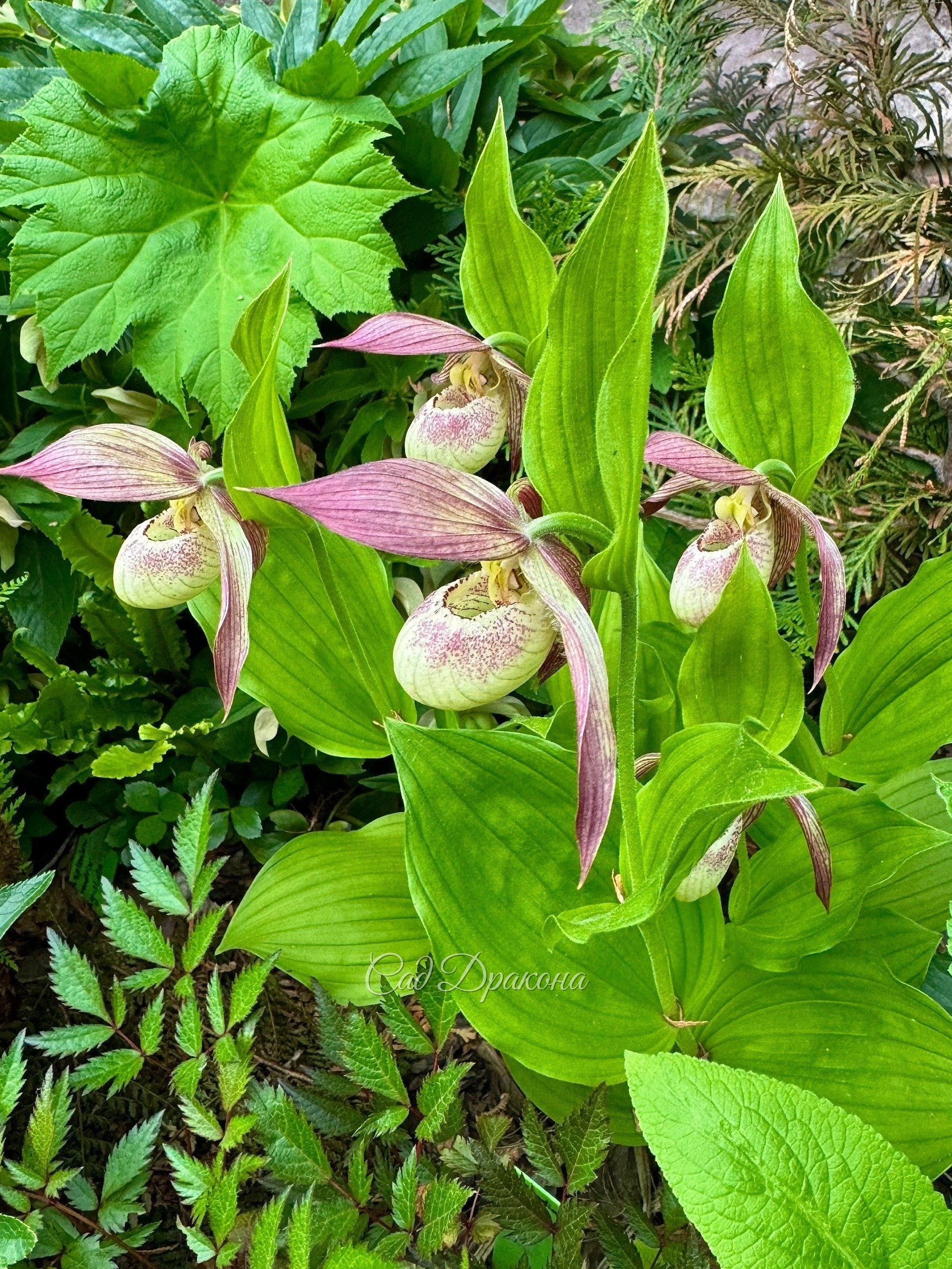 Cypripedium Philipp