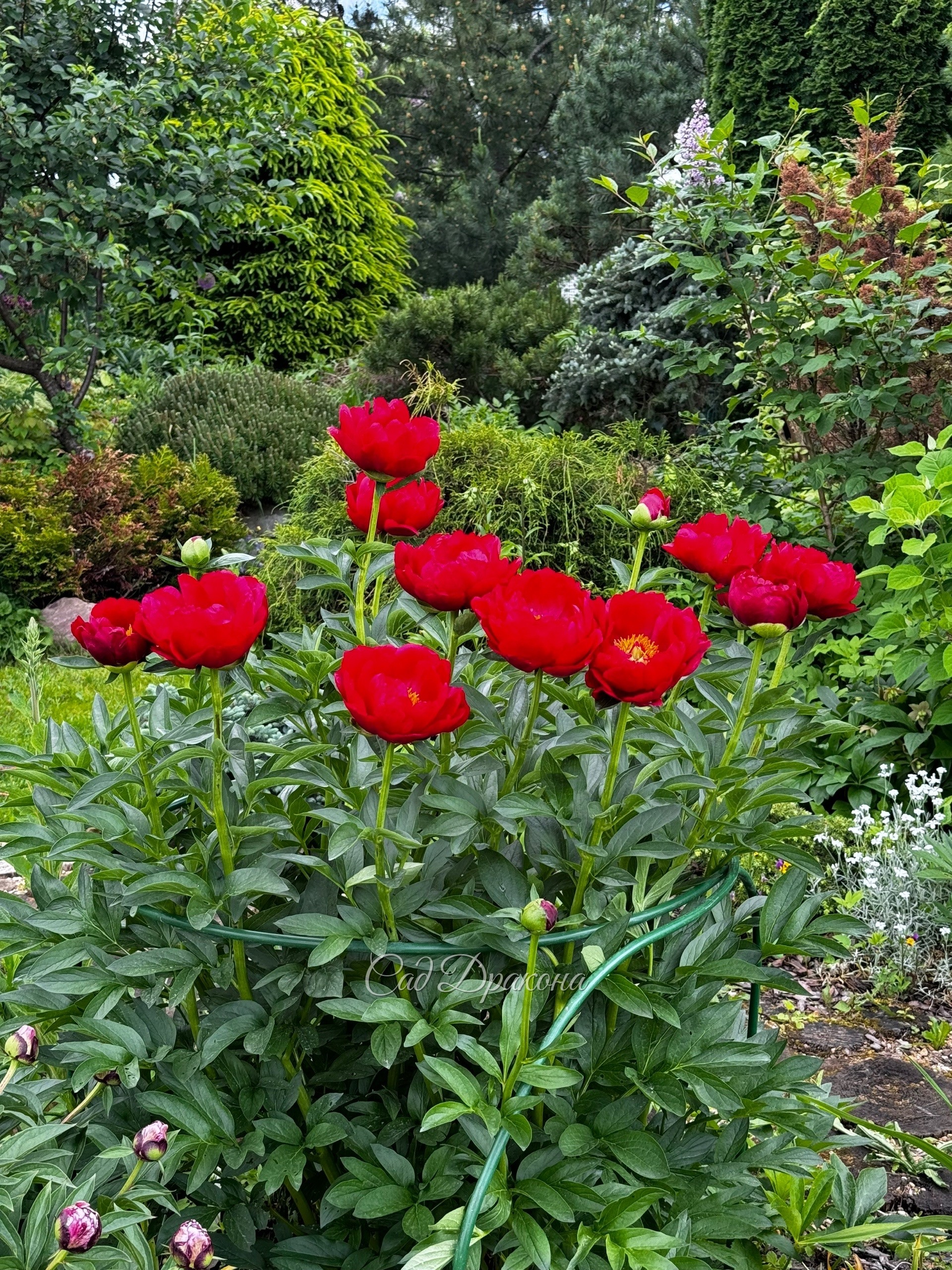 Red Red Rose (Saunders ) 🌹