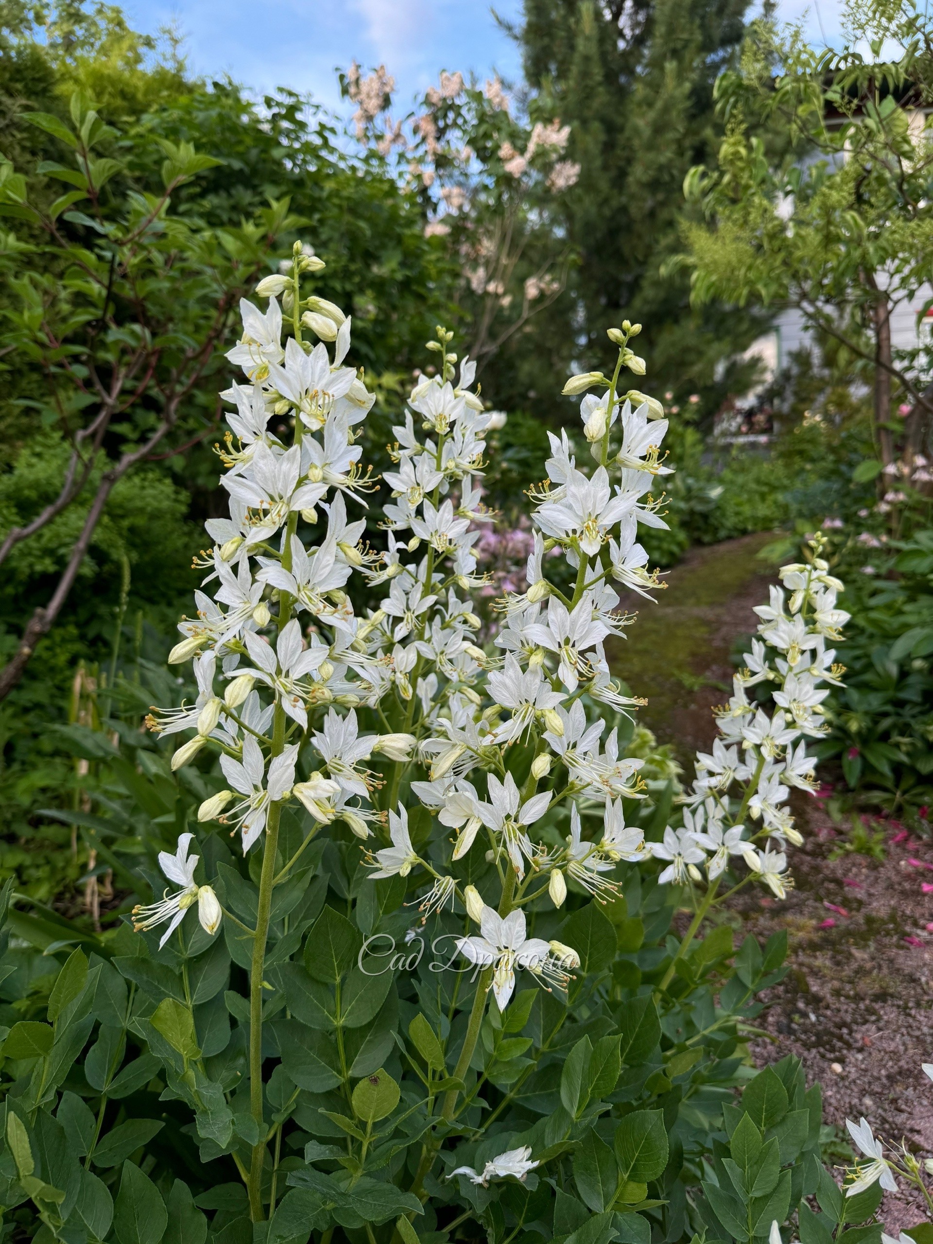 Ясенец, белая форма.