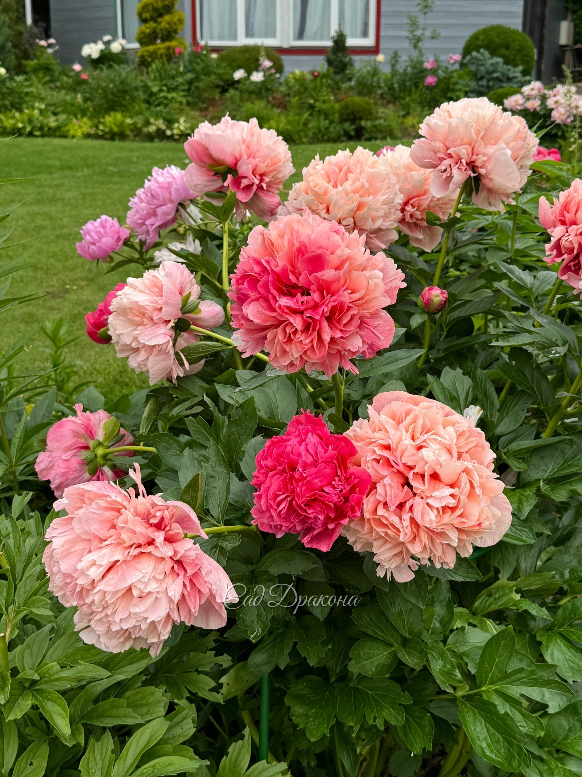Glowing Raspberry Rose