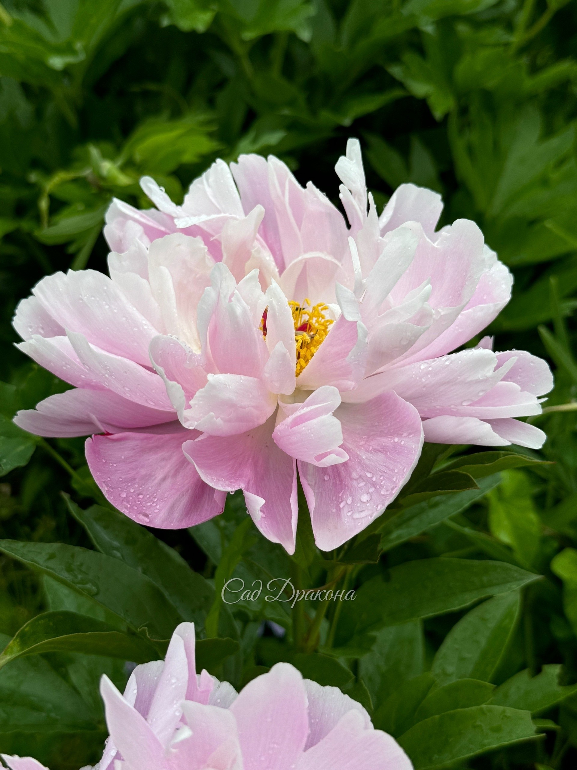 Pink Delight
