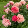 Лето, как ты прекрасно! 🌸🌦️🍃 Цветут пионы, орхидеи, зацветают лилии мартагон, всё такое любимое и волшебное. 🥰