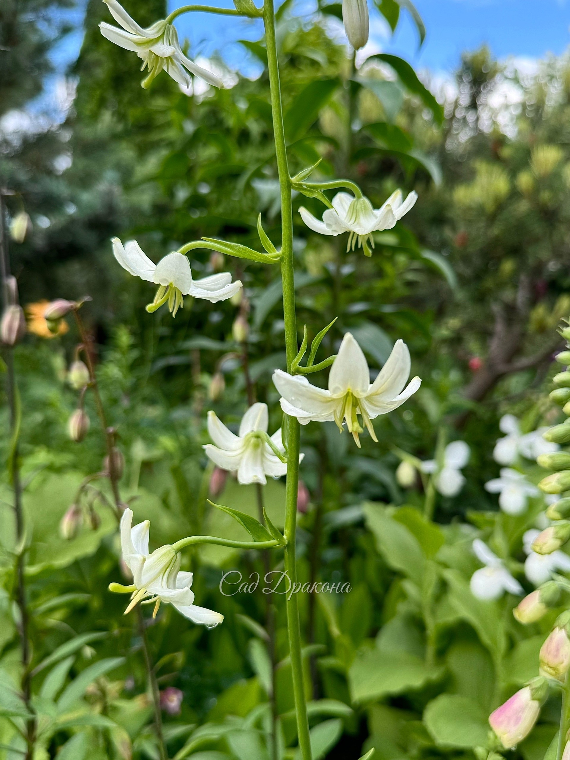 Lilium martagon, сотр неизвестен.