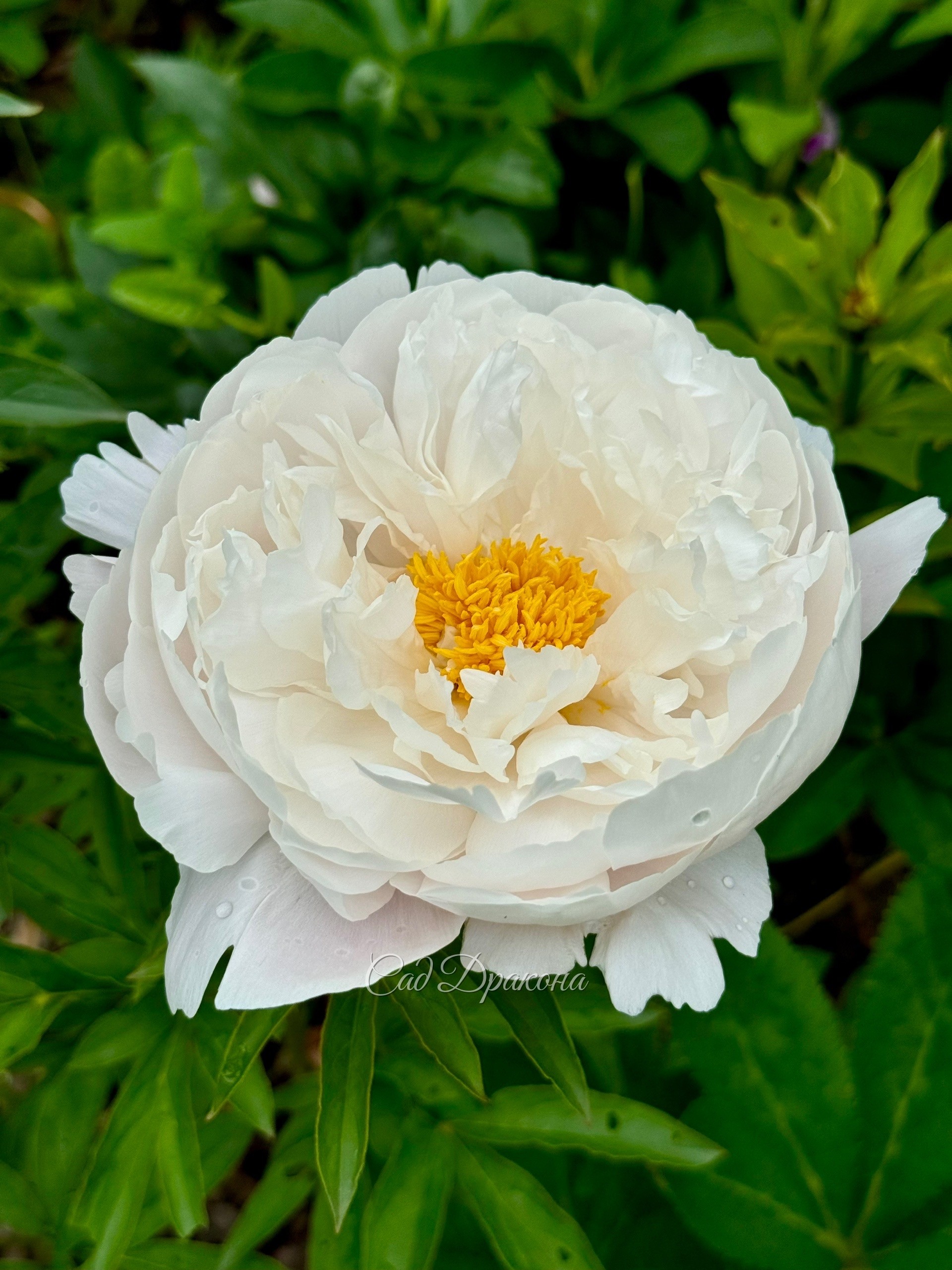 White Grase