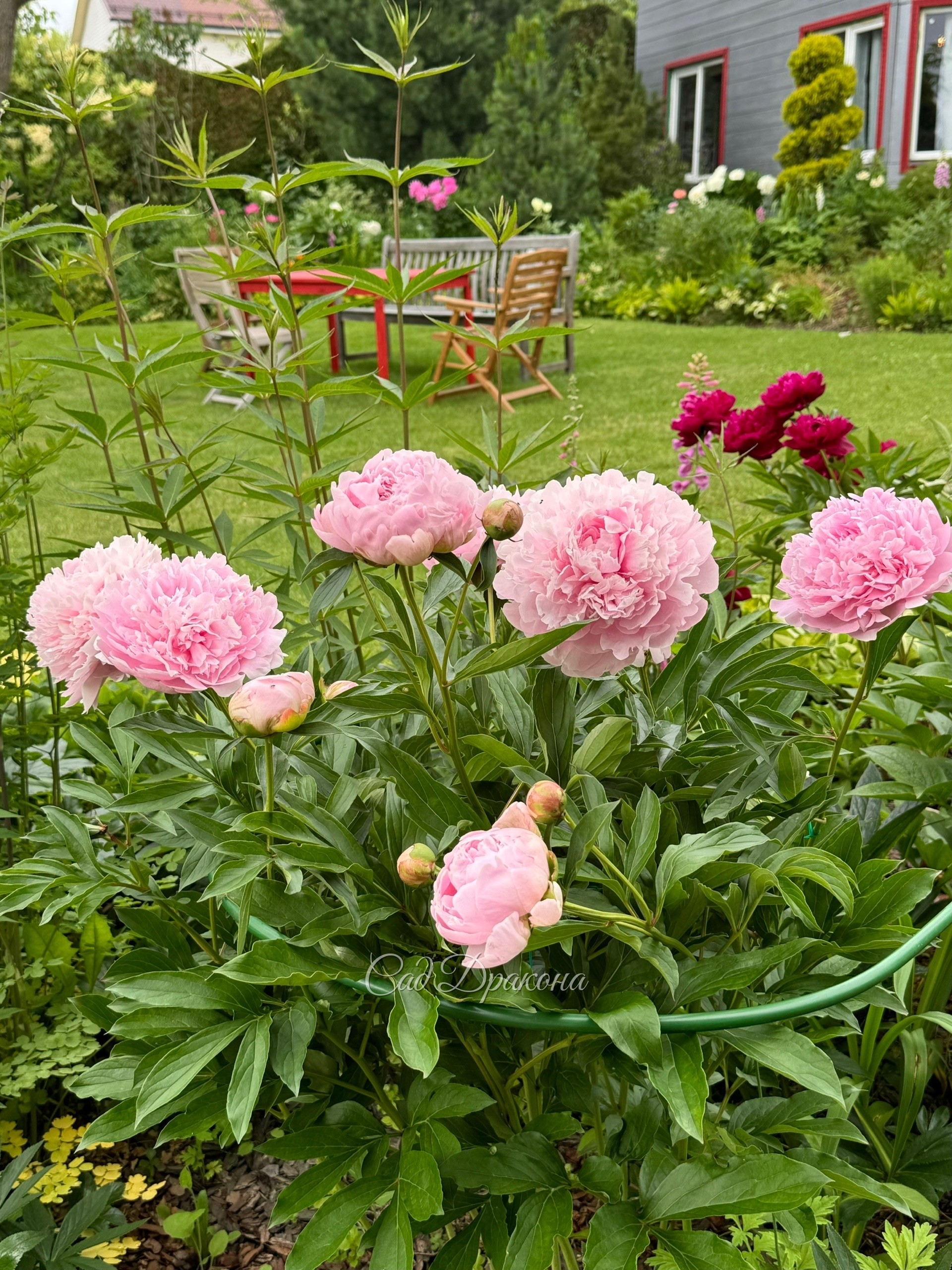 Madame Rose Randotte