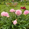 «Зефирки» 🌸🤍 Нежные цвета, прелестный аромат - среди поздних сортов пионов множество похожих на мороженное или воздушный зефир 🌸