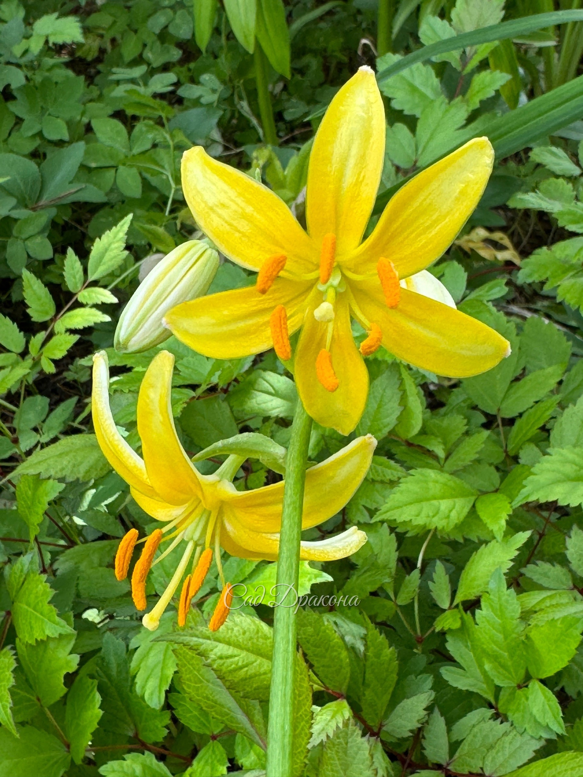 Светло-жёлтый без крапа, с белой изнанкой,  очень нравится! ☺️🌼