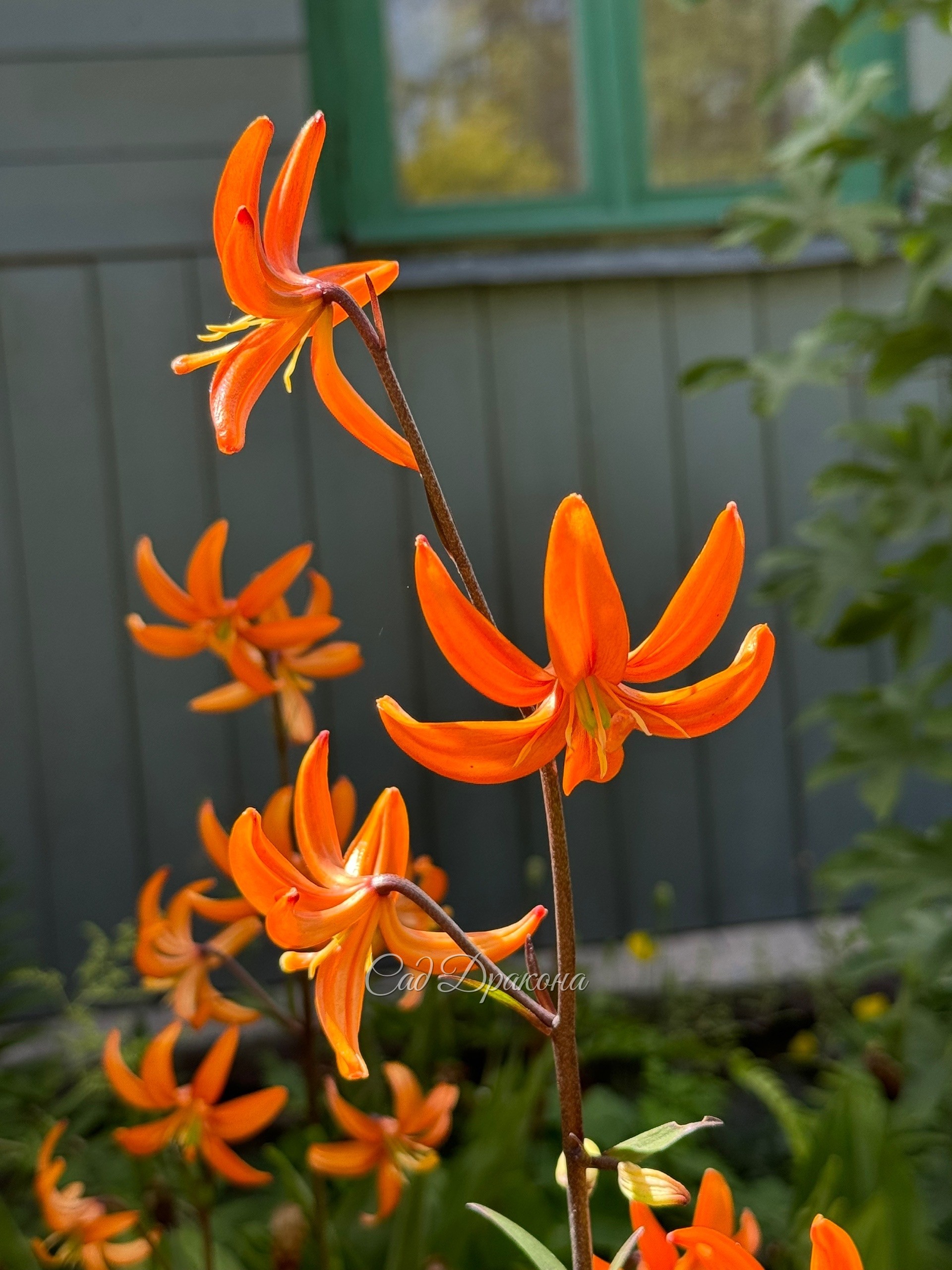 Orange Marmalade
