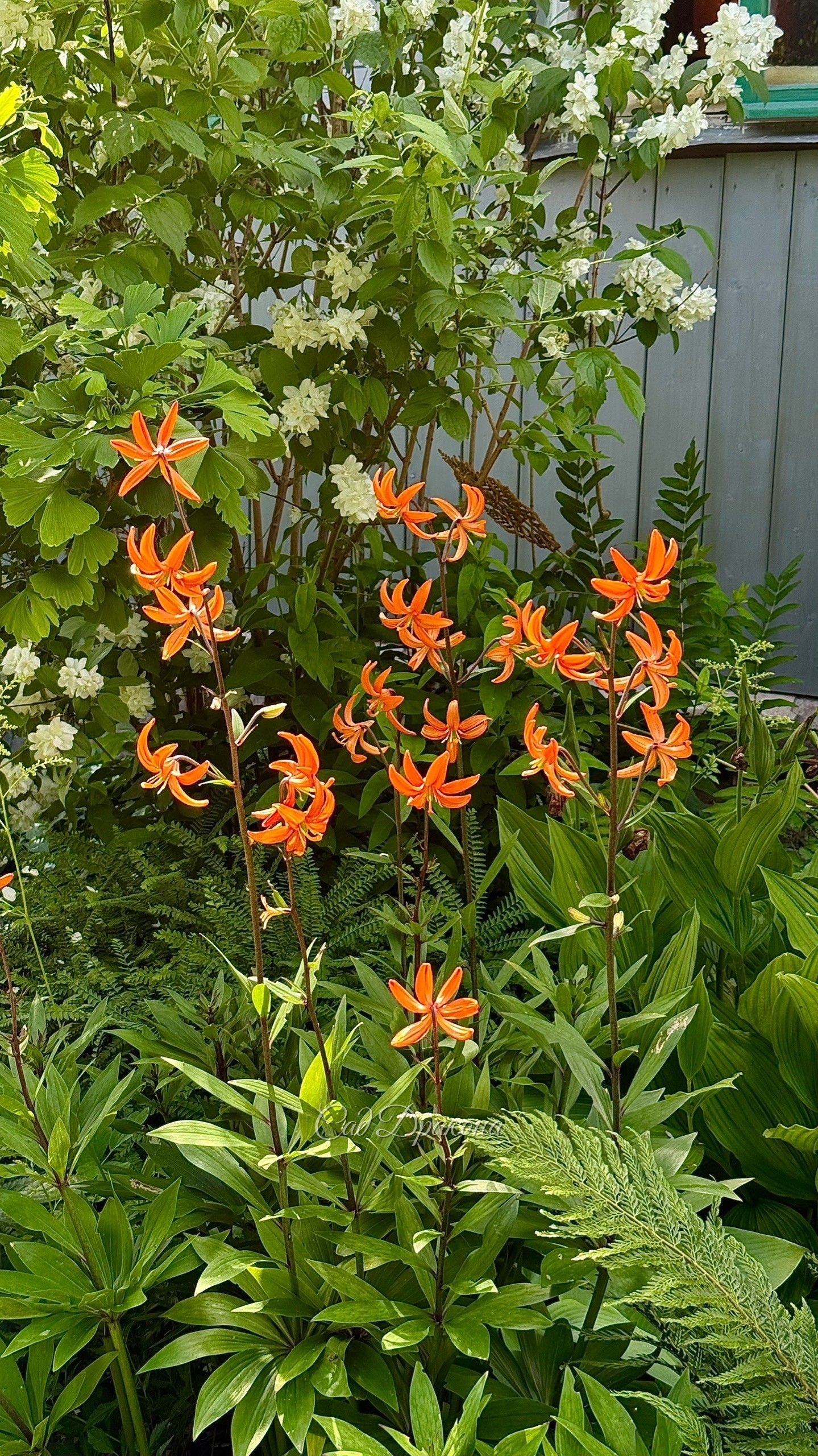 Lilium martagon Orange Marmalade