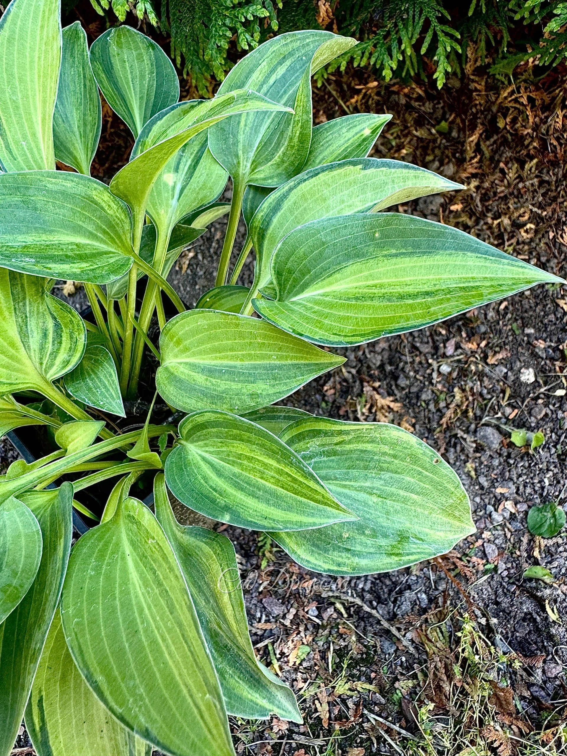 Kiwi Blue Flash