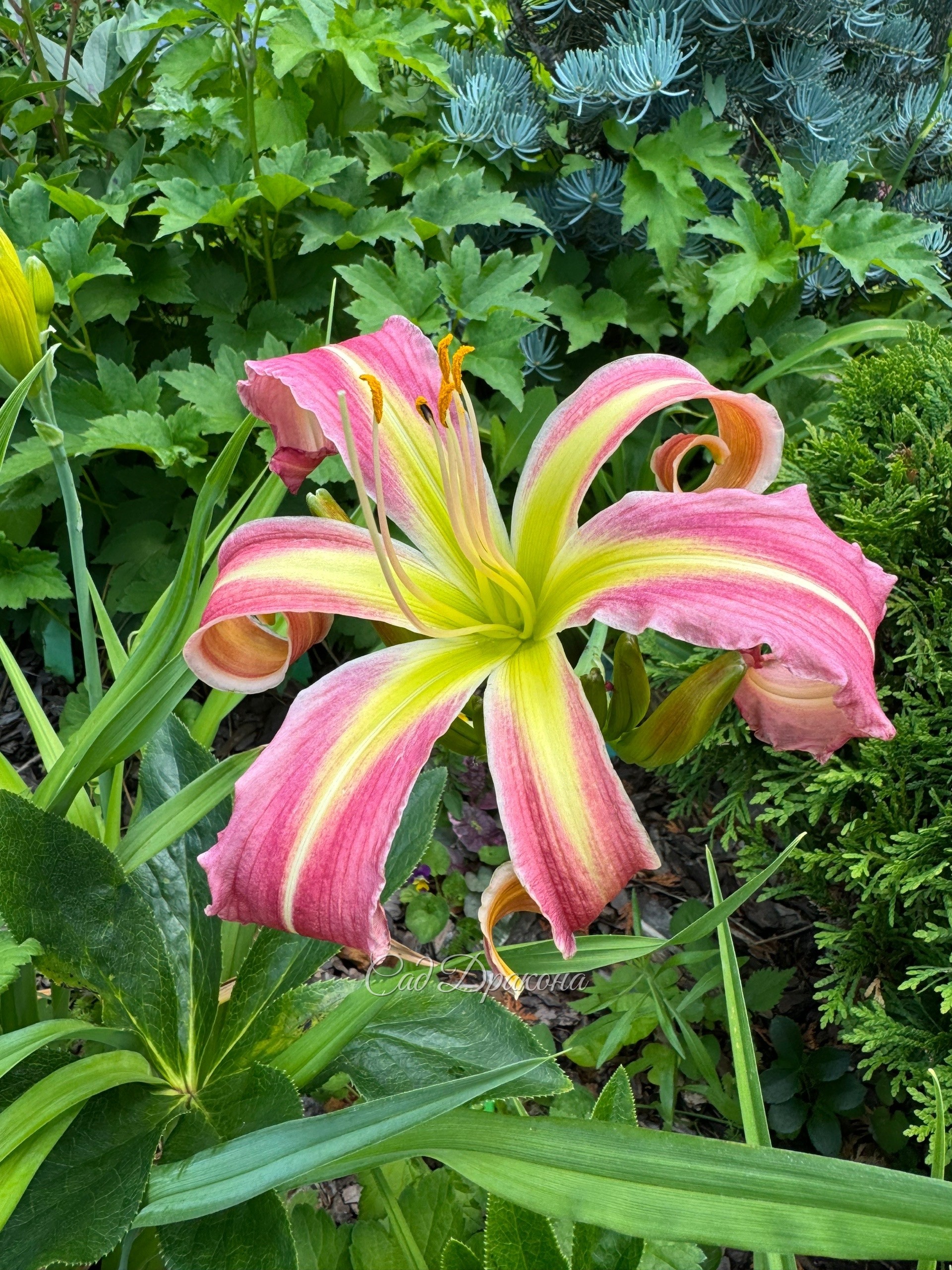 Flamingo Flambeau