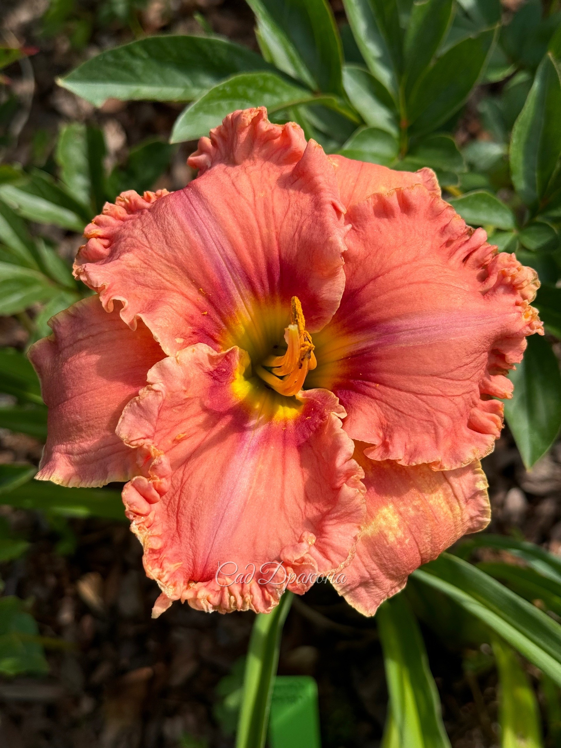 Renie's Delight